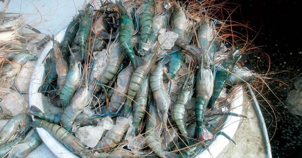 Bị Mỹ áp thuế, Indonesia lên kế hoạch bán tôm sang Trung Quốc