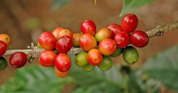 Giá cà phê arabica giảm mạnh khi lo ngại về thuế quan