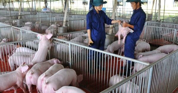 Doanh nghiệp lãi lớn, hộ chăn nuôi chật vật giữa tâm dịch