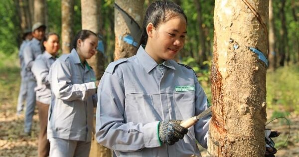 Thaco Agri tiếp tục có lãi