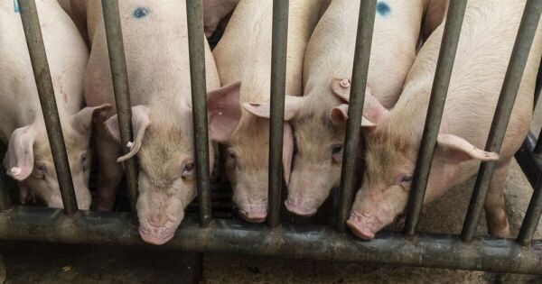 Giá heo hơi liên tục lao dốc, Trung Quốc bàn giải pháp giảm nguồn cung