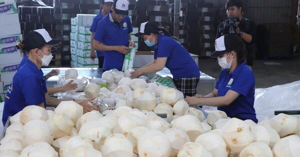 Dừa Việt hướng tới mốc 1,15 tỷ USD xuất khẩu trong năm nay
