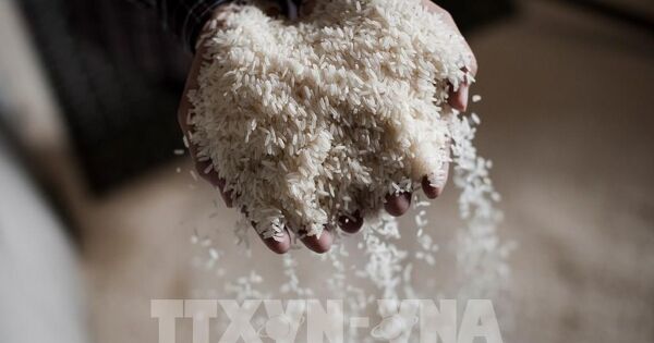 Giá gạo Thái Lan chạm mức cao nhất 3 tuần do đồng baht mạnh