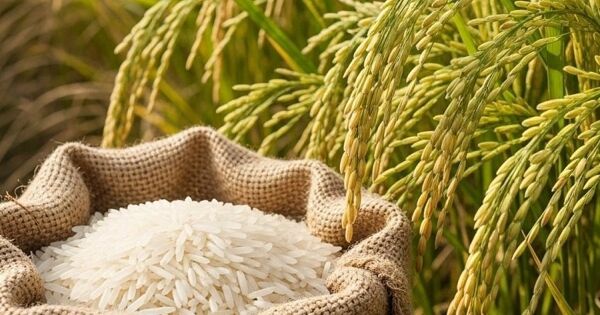 Chính sách của Philippines và Indonesia chưa ảnh hưởng quá lớn, xuất khẩu gạo tháng 8 duy trì tăng trưởng