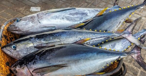 VASEP: Ngành cá ngừ Việt Nam loay hoay tìm đường ở các thị trường lớn