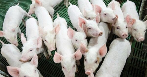 'Bom tấn' nông nghiệp của Hòa Phát: Bị rút vốn trước thềm IPO, lợi nhuận vượt nhiều đối thủ