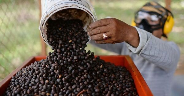 Mức độ biến động giá cà phê tuần này cao nhất trong 4 năm qua