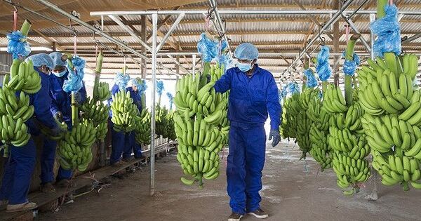 Công ty nông nghiệp liên quan ông Trần Bá Dương lỗ thêm 260 tỷ đồng