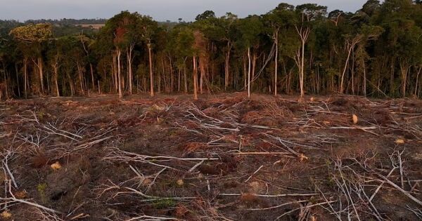 EU dự kiến hoãn luật chống phá rừng thêm một năm nữa