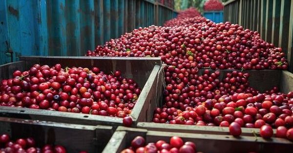Giá cà phê arabica giảm mạnh