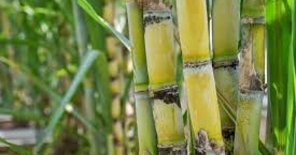 Mía đường Sơn La (SLS) dự báo lợi nhuận giảm 2/3, chốt chia cổ tức 10.000 đồng/cp