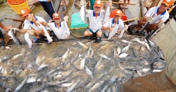 VASEP: Giá cá tra xuất khẩu có thể phục hồi từ quý IV