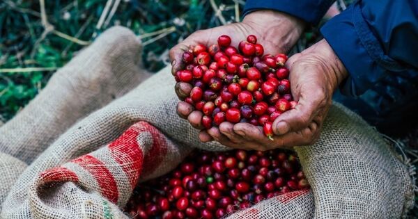 Xuất khẩu cà phê của Brazil sang Mỹ giảm gần 50% trong tháng 8