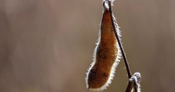 Nông dân trồng đậu tương Mỹ 'sốt ruột' vì chưa có đơn hàng từ Trung Quốc