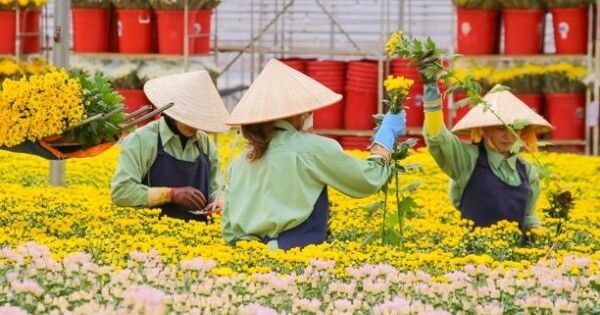 Chuỗi hoa tươi lớn nhất Việt Nam thâu tóm doanh nghiệp Australia