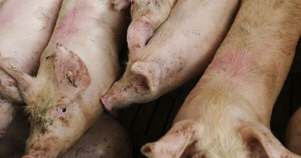 Trung Quốc áp thuế tạm thời với thịt heo nhập khẩu từ EU