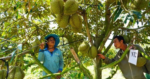 Việt Nam thu 1,2 tỷ USD từ sầu riêng