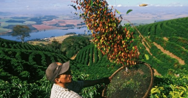 ICO: Xuất khẩu cà phê toàn cầu gia tăng, Việt Nam củng cố vị thế số một về robusta