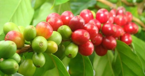 ICO: Giá cà phê toàn cầu hạ nhiệt do cán cân cung – cầu cải thiện