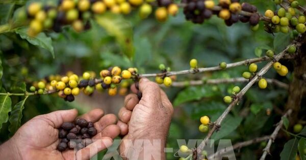 Thị trường cà phê 2026: Qua thời bão giá