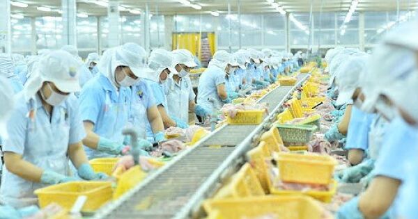 Thủy sản Nam Việt (ANV) lãi kỷ lục gần 1.000 tỷ đồng