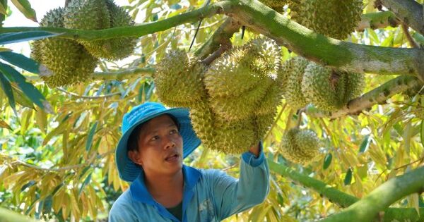 Kim ngạch xuất khẩu sầu riêng cao kỷ lục