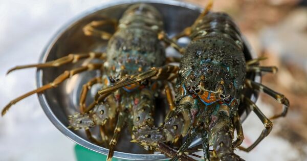 Xuất khẩu thủy sản vượt 11 tỷ USD