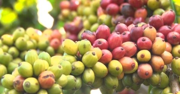 Đầu năm 2026: Cà phê được mùa nhưng thị trường lại trầm lắng