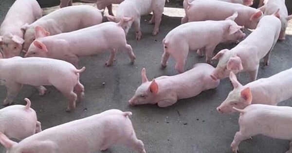 Giá heo hơi tăng phi mã 24% chỉ trong 1 tháng, xu hướng có duy trì trong 2026?
