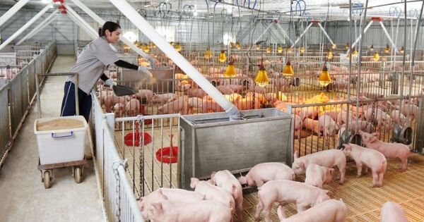 Cổ phiếu Nông nghiệp Hòa Phát chốt ngày giao dịch đầu tiên trên HOSE, giá tham chiếu 41.900 đồng/cpq