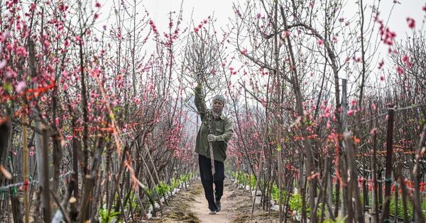 Vườn đào lớn nhất Thủ đô đìu hiu