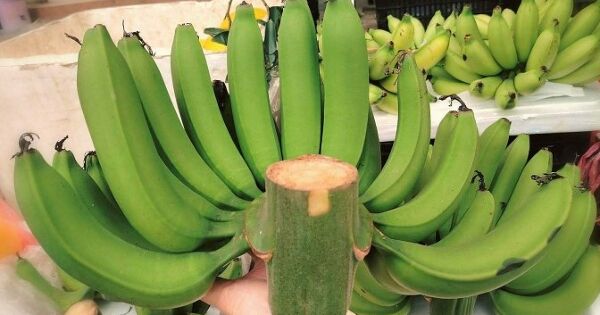 Chuối xanh bày Tết giá lên tới hơn triệu đồng