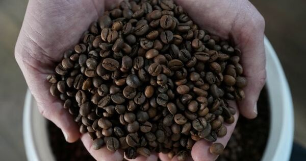 Brazil mở rộng diện tích cà phê robusta, thu hẹp khoảng cách với Việt Nam