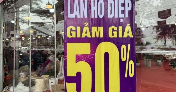 Cây cảnh, hoa chơi Tết giảm giá một nửa để xả hàng sớm