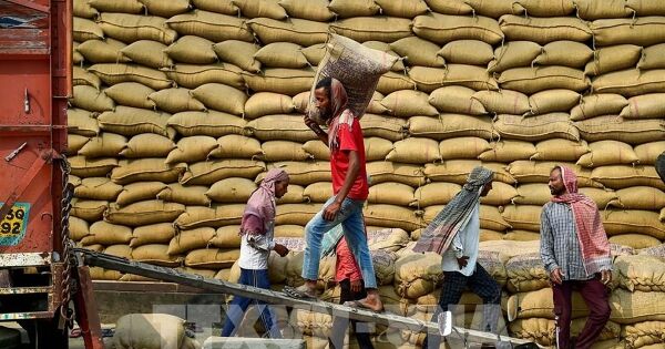 Giá gạo Ấn Độ và Thái Lan ít biến động trước thềm Tết Nguyên đán