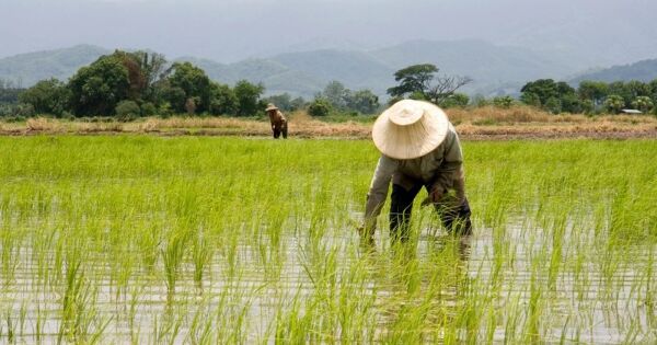 Xuất khẩu gạo của Thái Lan 2026 có thể thấp nhất 5 năm