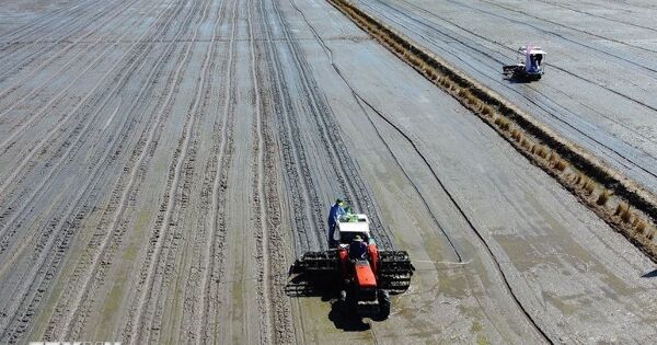 Doanh nghiệp nhập cuộc, thúc đẩy chuỗi lúa gạo giảm phát thải phía Bắc