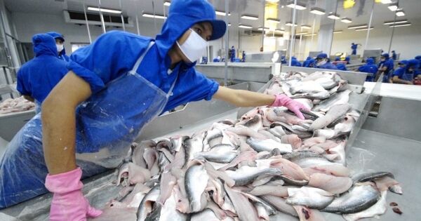 Vĩnh Hoàn báo lãi giảm phân nửa trước thềm mua cổ phiếu quỹ