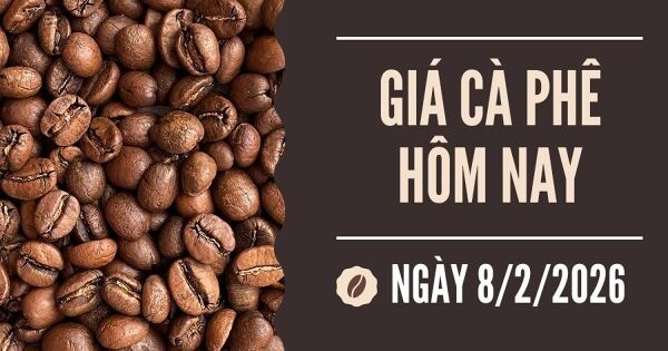 Giá cà phê hôm nay 8/2: Thị trường lao dốc, giá cà phê tuần qua giảm sâu khỏi mốc 100.000 đồng/kg