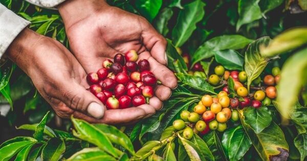 ICO: Giá cà phê toàn cầu giảm do triển vọng vụ mùa bội thu tại Brazil