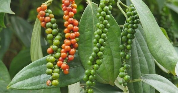 Hạt tiêu Việt 'độc chiếm' thị trường Thái Lan