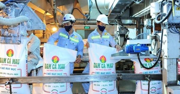 Đạm Cà Mau muốn chia cổ tức 20% bằng tiền