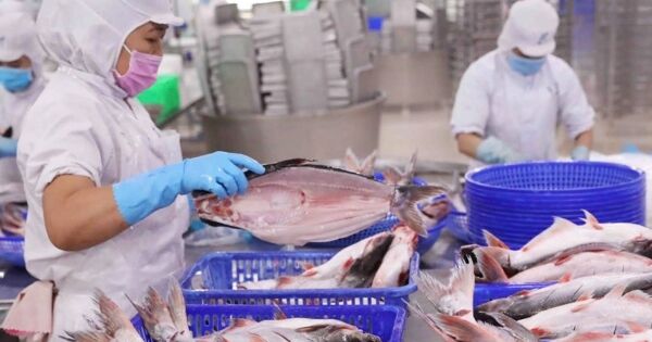 Doanh thu thị trường Mỹ của Vĩnh Hoàn tăng vọt 20% trong tháng 2