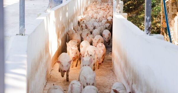 Nông nghiệp Hòa Phát lên kế hoạch lợi nhuận giảm 37%