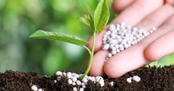 Công ty phân bón lớn thứ hai châu Âu tạm dừng nhận đơn hàng mới vì căng thẳng Trung Đông