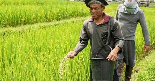 Urê tăng giá 50% chỉ trong hơn 1 tháng, Đông Nam Á chuẩn bị đối mặt tình trạng thiếu hụt phân bón