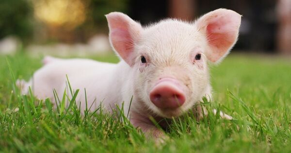 Giá heo hơi hôm nay 12/4: Thị trường vẫn biến động trong tuần qua, giá heo dao động trong khoảng 62.000 - 69.000 đồng/kg