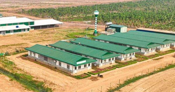 Thaco đề cử thêm nhân sự vào HĐQT HAGL Agrico sau khi HAGL thoái vốn