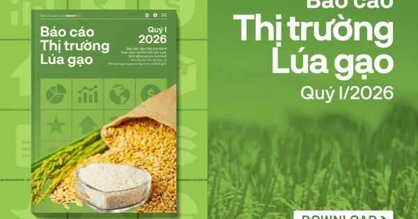 [Báo cáo] Thị trường gạo quý I/2026: Đà tăng giá quay lại, thị trường dần khởi sắc