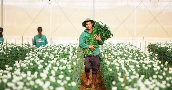 Công ty nông nghiệp của PAN báo lãi 570 tỷ đồng năm 2025